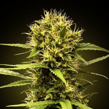 FRESHBERRY FEMINIZED-image