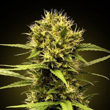 FRESHBERRY FEMINIZED
