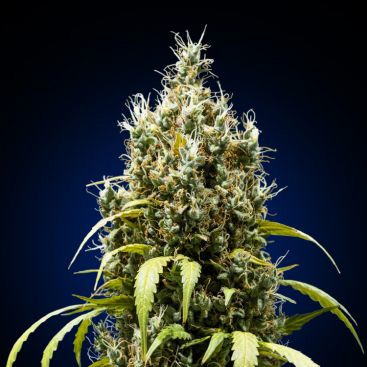 FRUIT GELATO FEMINIZED-image