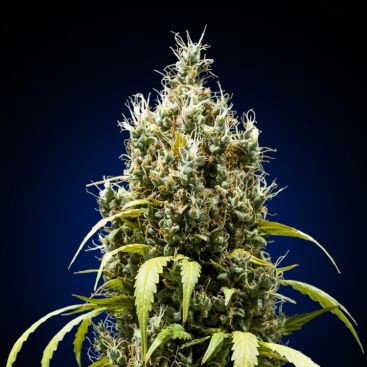 FRUIT GELATO FEMINIZED