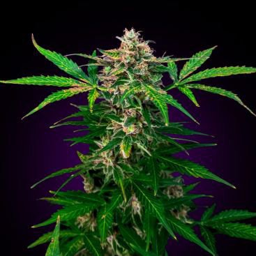 GORILLA CAKE FEMINIZED