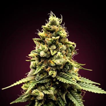 GORILLA GLUE FEMINIZED