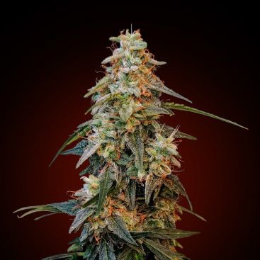 GREEN CRACK FEMINIZED-image