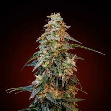 GREEN CRACK FEMINIZED