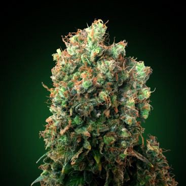 GREEN DEVIL FEMINIZED
