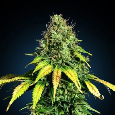 GUNMANGO FEMINIZED