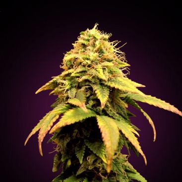 LA CONFIDENTIAL FEMINIZED-image