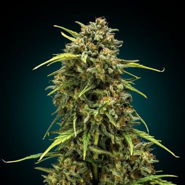 LEMON SKUNK FEMINIZED