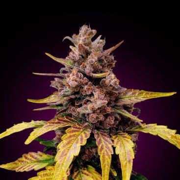 LSD FEMINIZED