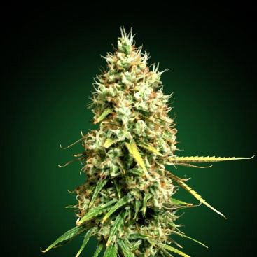 M HAZE FEMINIZED