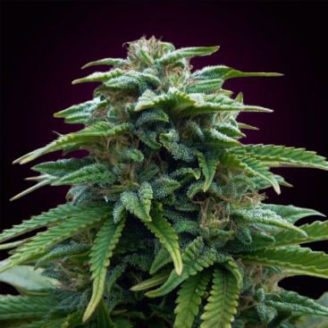 MAFIA SKUNK FEMINIZED