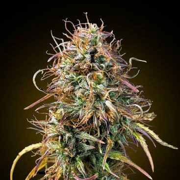 MIMOSA FEMINIZED