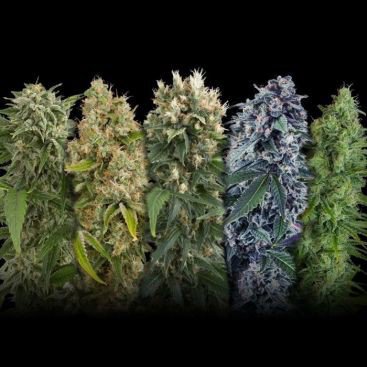 MIX FEMINIZED