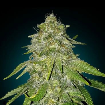 MOBY DICK FEMINIZED