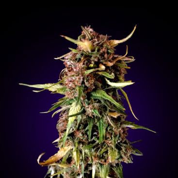 NEW HAZE FEMINIZED-image