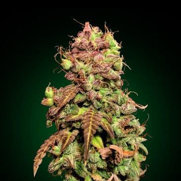 NORTHERN LIGHTS FEMINIZED