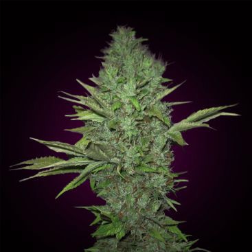 OG KUSH FEMINIZED-image