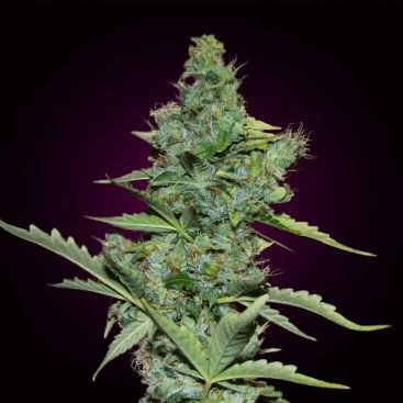 ORIGINAL SKUNK FEMINIZED