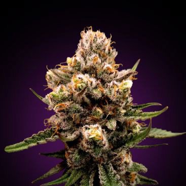 PURPLE HAZE FEMINIZED