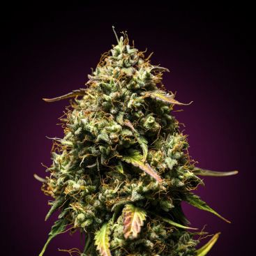 PURPLE PUNCH FEMINIZED-image