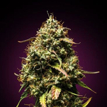 PURPLE PUNCH FEMINIZED