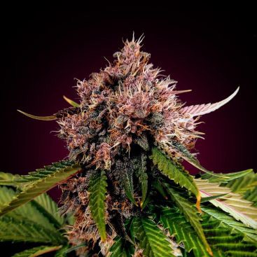 RED AK FEMINIZED-image
