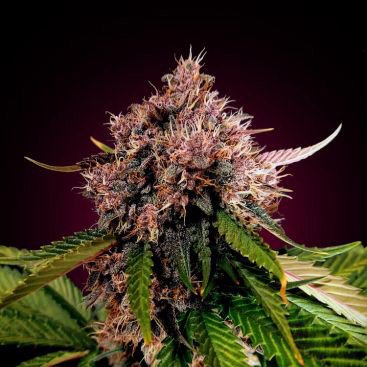 RED AK FEMINIZED