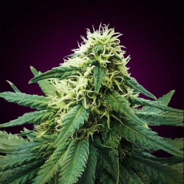 SACITRUS HAZE FEMINIZED-image
