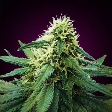 SACITRUS HAZE FEMINIZED