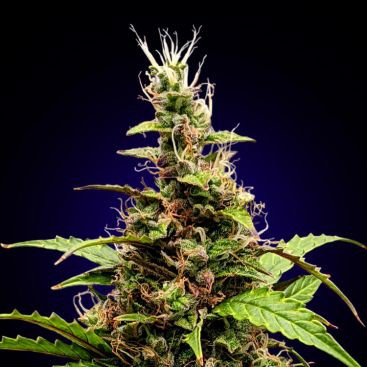 SOMANGO FEMINIZED-image