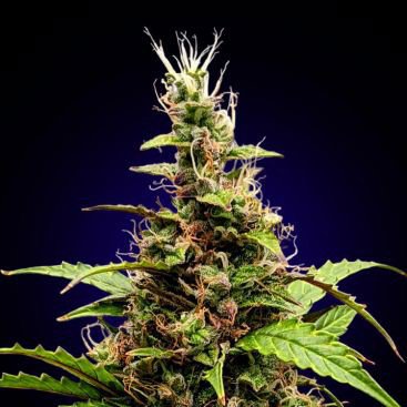 SOMANGO FEMINIZED