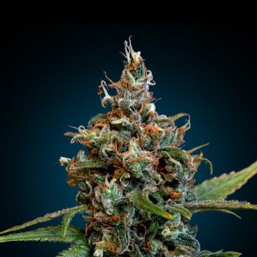 SOUR DIESEL FEMINIZED-image