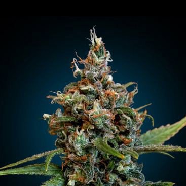 SOUR DIESEL FEMINIZED