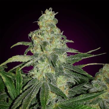 THOMPSON FEMINIZED-image