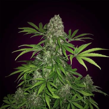 TOTALLY AMNESIA FEMINIZED