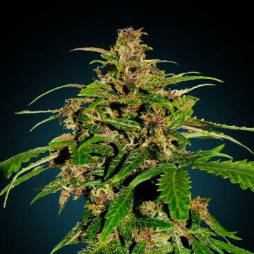 ULTIMATE CBD FEMINIZED-image