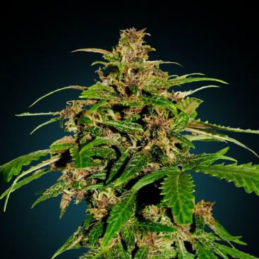 ULTIMATE CBD FEMINIZED