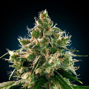 WEDDING CAKE FEMINIZED