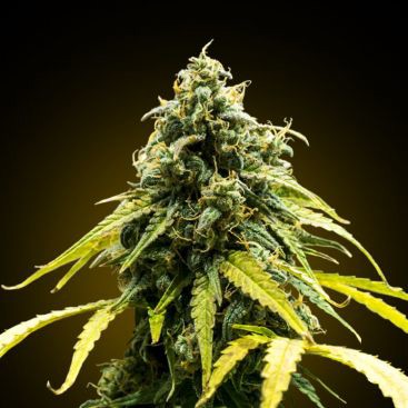 WHITE RHINO FEMINIZED-image