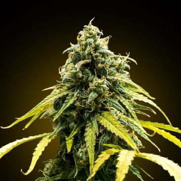 WHITE RHINO FEMINIZED