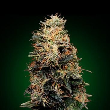 WHITE WIDOW FEMINIZED-image