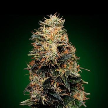 WHITE WIDOW FEMINIZED