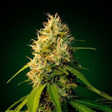 ZKITTELZ FEMINIZED