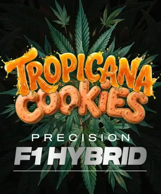 Tropicana Cookies Auto F1