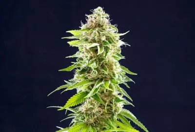 Cookies Haze