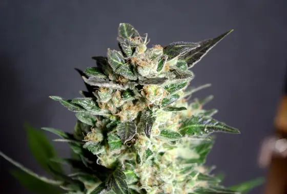 Diesel Glue