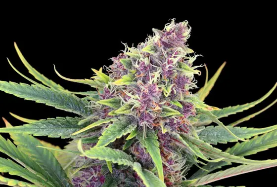 Purple Kush