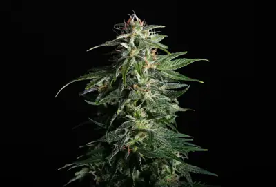 Swiss Dream Auto Cbd