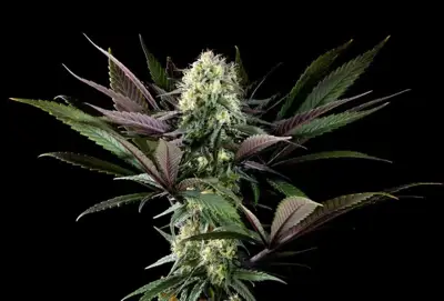 Apple Fritter Bioboost