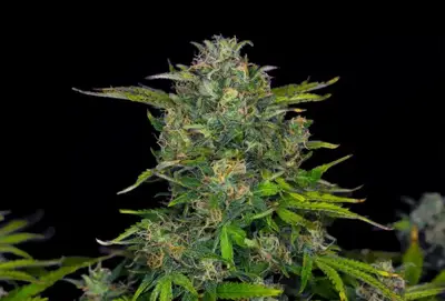Zkittlez Auto